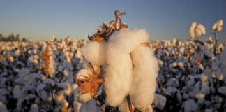 Cotton gains ground with up-to-date harvesting tech