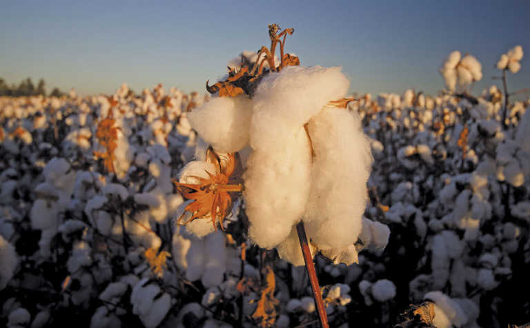 Cotton gains ground with up-to-date harvesting tech
