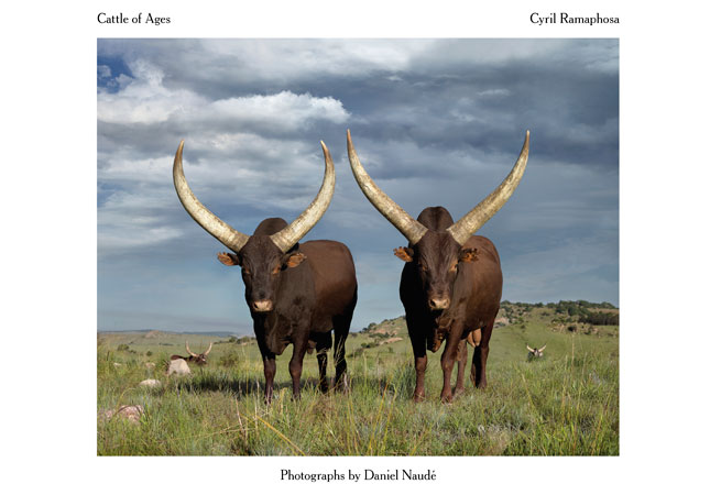 Ramaphosa launches book on Ankole breed