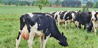 African dairy farmers need to become climate smart