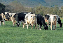 World dairy must tackle environmental debate head-on