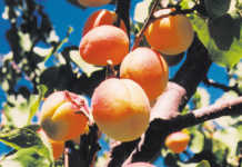 Growing apricots: a brief overview