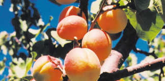 Growing apricots: a brief overview