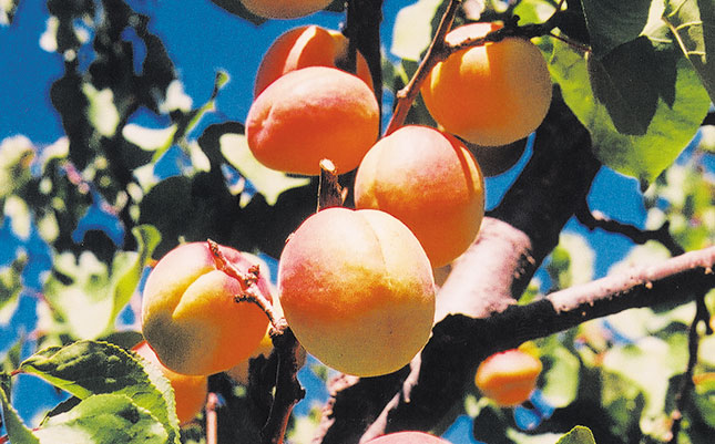 Growing apricots: a brief overview