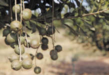 Macadamias: a growing industry, but challenges await