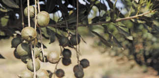 Macadamias: a growing industry, but challenges await