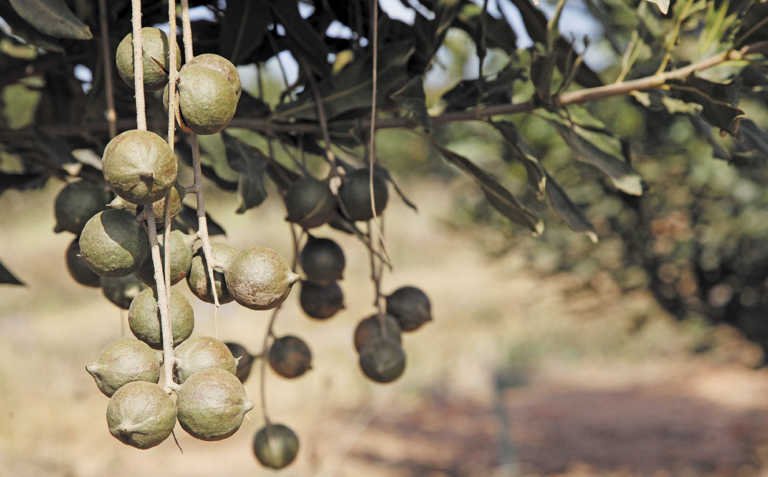 Macadamias: a growing industry, but challenges await