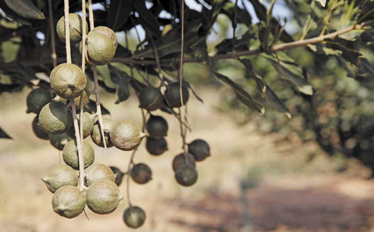 Macadamias: a growing industry, but challenges await Macadamias: a growing industry, but challenges await