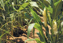 New seed variety promises to boost maize production in Africa