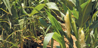 New seed variety promises to boost maize production in Africa