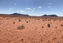 Drought-stricken Northern Cape farmers reducing herds