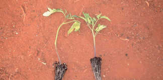 Seedlings: Balancing fertility & hardening