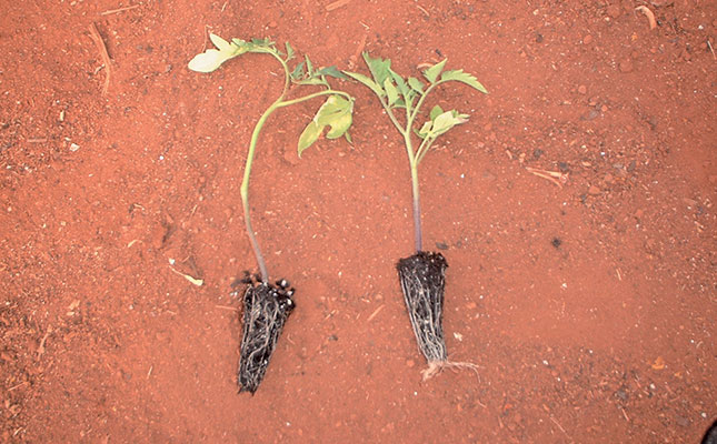 Seedlings: Balancing fertility & hardening