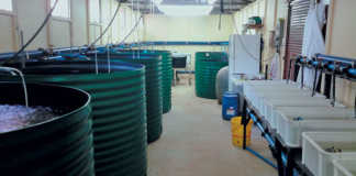 Small aquaculture systems: the simpler, the better!