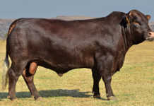 Sussex Bull
