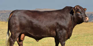 Sussex Bull