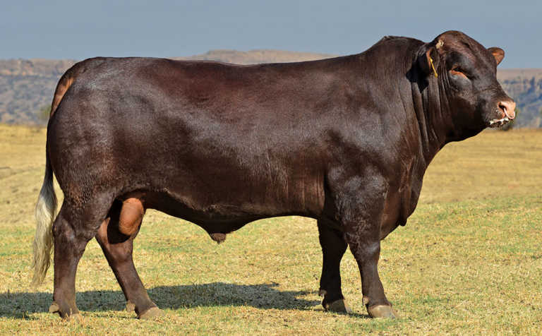 Beef cattle conformation basics