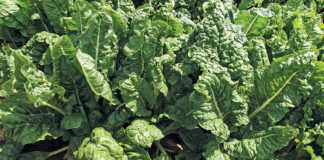 Tips on growing Swiss chard