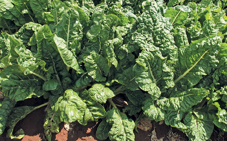 Tips on growing Swiss chard