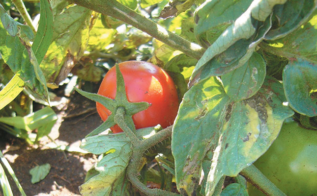 E. coli levels a threat to Gauteng crops E. coli levels a threat to Gauteng crops