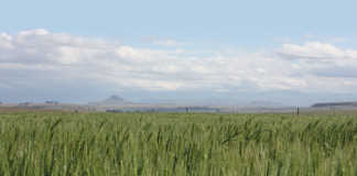 Swartland heading for ‘disaster’ as wheat prospects decline