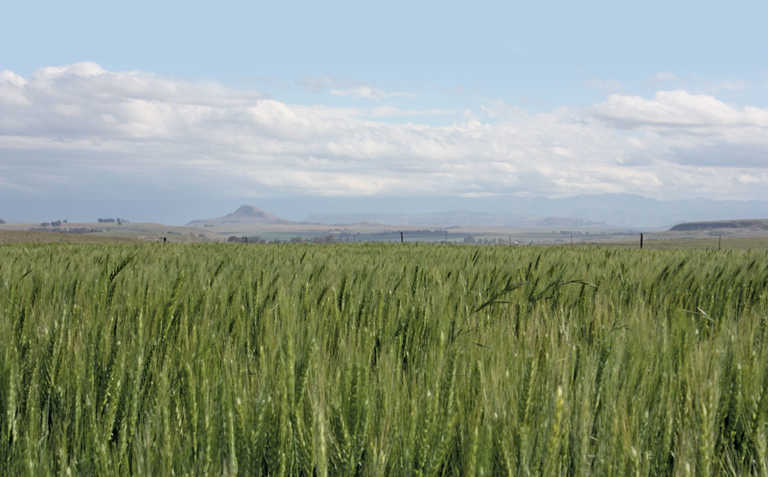Swartland heading for ‘disaster’ as wheat prospects decline Swartland heading for ‘disaster’ as wheat prospects decline