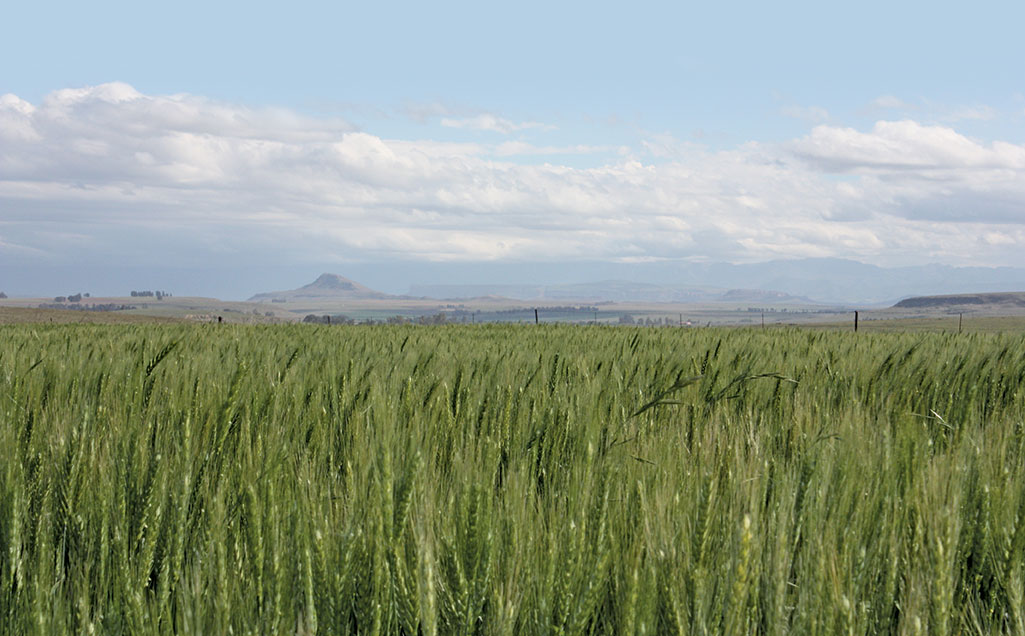 Swartland heading for ‘disaster’ as wheat prospects decline