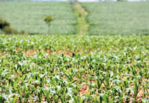 Will new regime revive agriculture in Zimbabwe?