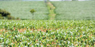 Will new regime revive agriculture in Zimbabwe?