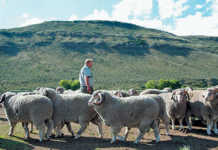 Bergplaas Merino Stud