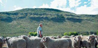 Bergplaas Merino Stud