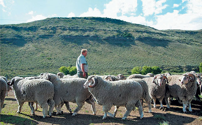 Bergplaas Merino Stud: lessons that keep it in the lead