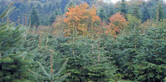 Fir the love of Christmas trees: farming spruces in the UK