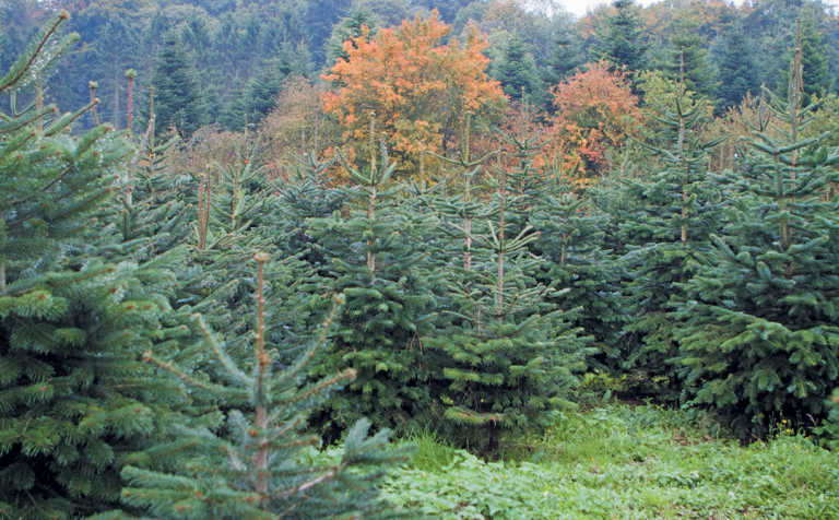 Fir the love of Christmas trees: farming spruces in the UK