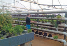 Aquaponics: a teenager’s passion grows into a business