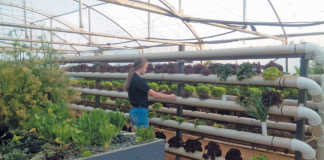 Aquaponics: a teenager’s passion grows into a business