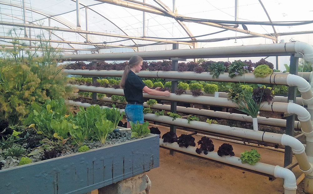 Aquaponics: a teenager’s passion grows into a business