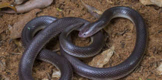 Stiletto Snake (Atractaspis bibronii)