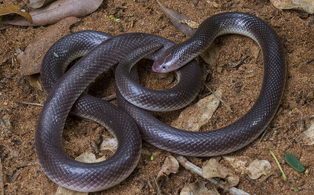 Farmers urged to be on the lookout during snakebite season