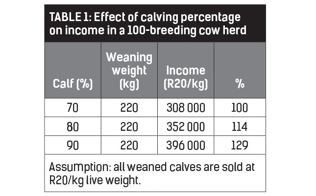 How to select a top-performing beef cow