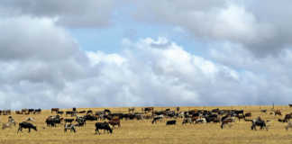 Nguni development project pays off for Limpopo