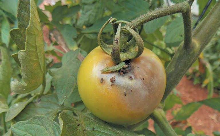 Dealing with the African bollworm Dealing with the African bollworm