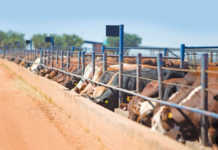 2020 & beyond: a vision for the SA beef industry