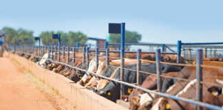 2020 & beyond: a vision for the SA beef industry