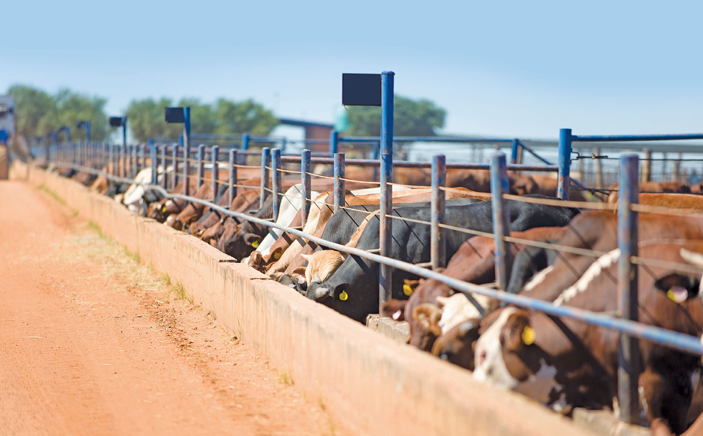 2020 & beyond: a vision for the SA beef industry