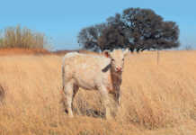 A better Charolais herd with in vitro fertilisation