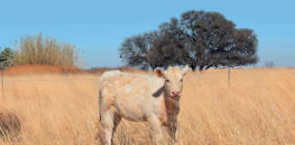 A better Charolais herd with in vitro fertilisation