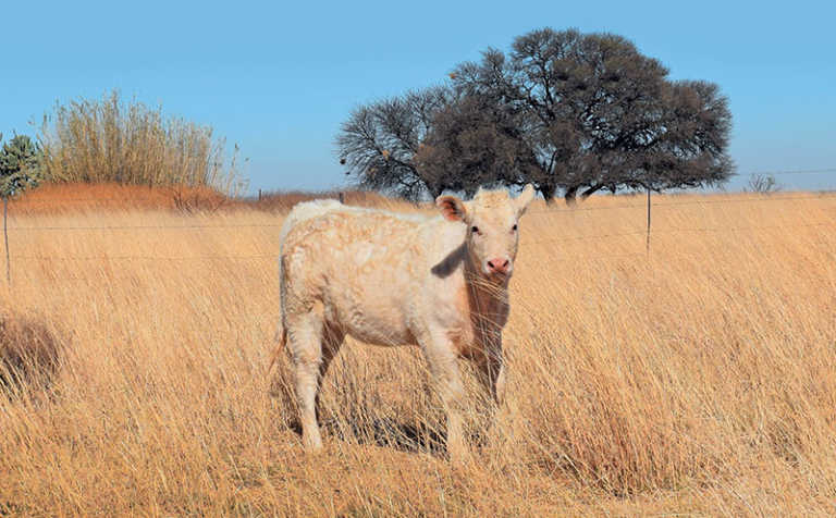 A better Charolais herd with in vitro fertilisation A better Charolais herd with in vitro fertilisation