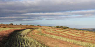 econd consecutive quarter of agricultural growth for SA