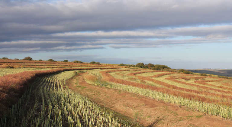 Second consecutive quarter of agricultural growth for SA